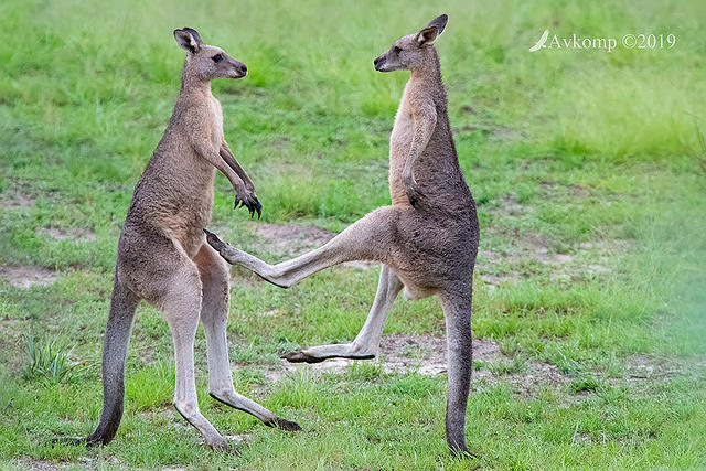 kangaroos 0526