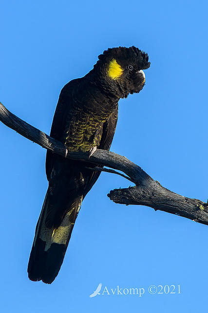 yellow tailed black cockatoo 5754