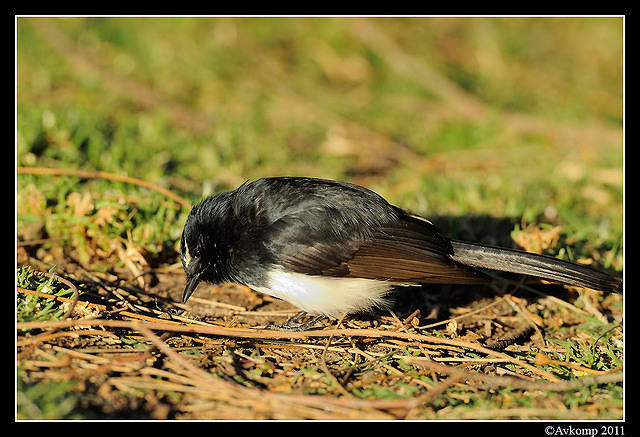 willy wagtail 0448.jpg