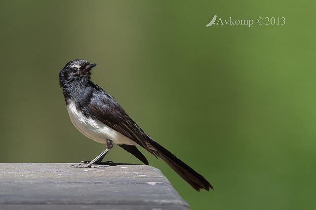 willy wagtail 10713.jpg