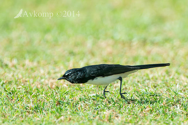 willy wagtail 14250.jpg