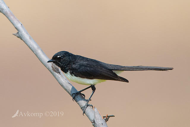 willy wagtail 2526