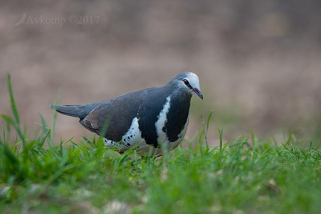 wonga pigeon 15105