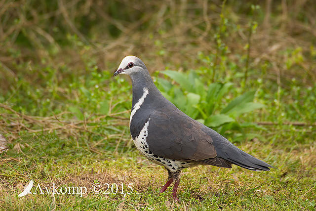 wonga pigeon 3827