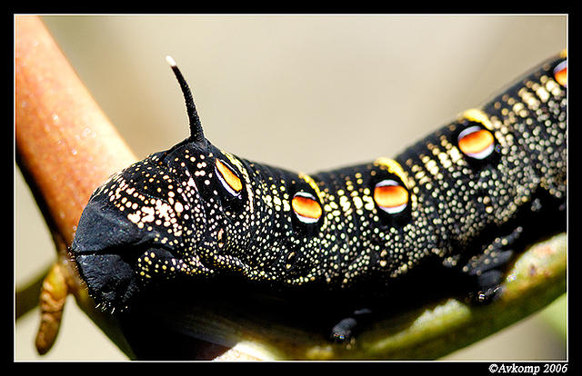 caterpillar8.jpg