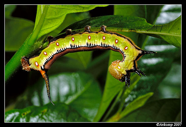 caterpillar8a.jpg