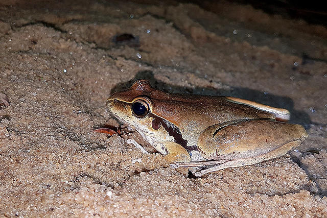 frog 20171018_204137 1000px