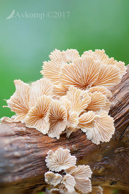 fungi focus stack 1