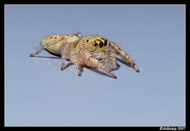 jumping spider 20.jpg