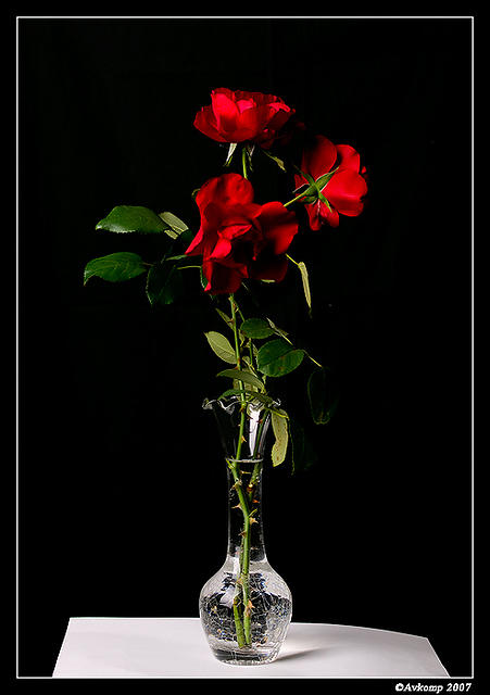 roses312.jpg