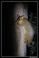 brushtail possum  6124.jpg