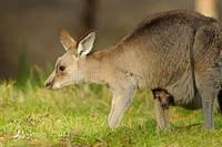 eastern grey kangaroo  4152.jpg