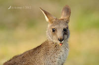 eastern grey kangaroo  4167.jpg
