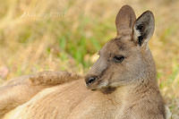 eastern grey kangaroo  4168.jpg