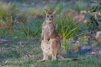 eastern grey kangaroo 0220