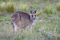 eastern grey kangaroo 0234