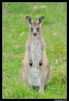 eastern grey kangaroo 0325.jpg