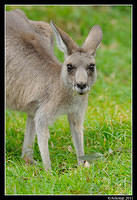 eastern grey kangaroo 0330.jpg
