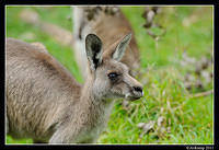 eastern grey kangaroo 0334.jpg