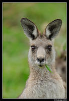 eastern grey kangaroo 0336.jpg