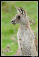 eastern grey kangaroo 0342.jpg