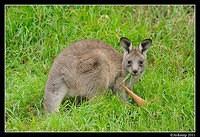 eastern grey kangaroo 0347.jpg