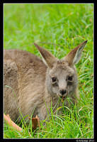 eastern grey kangaroo 0351.jpg