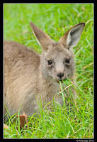 eastern grey kangaroo 0355.jpg