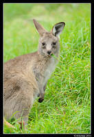 eastern grey kangaroo 0357.jpg