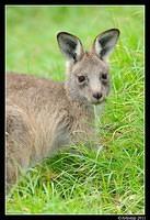 eastern grey kangaroo 0358.jpg