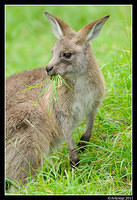 eastern grey kangaroo 0359.jpg