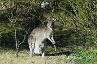 eastern grey kangaroo 16219.jpg