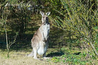 eastern grey kangaroo 16220.jpg