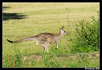 eastern grey kangaroo 3295.jpg