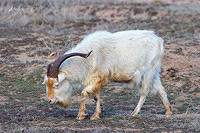 goat 1607