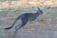 kangaroo 3532
