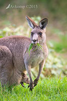 kangaroo 4172