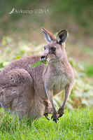 kangaroo 4175