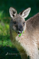 kangaroo13586