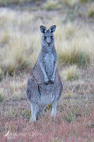 kangaroo700