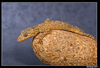 southern leaf tailed gecko 392.jpg