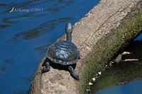 turtle 10720.jpg