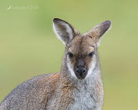 wallaby 4462