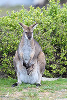 wallaby 4471