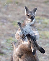 wallaby 3695 cropped