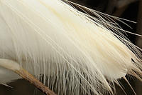 great egret  600f4vr2 2993 100 crop.jpg