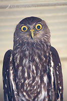 barking owl 15279