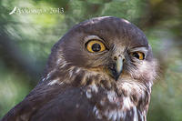 barking owl 9122.jpg