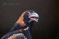 black breasted buzzard 15208