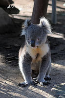 koala 7405.jpg